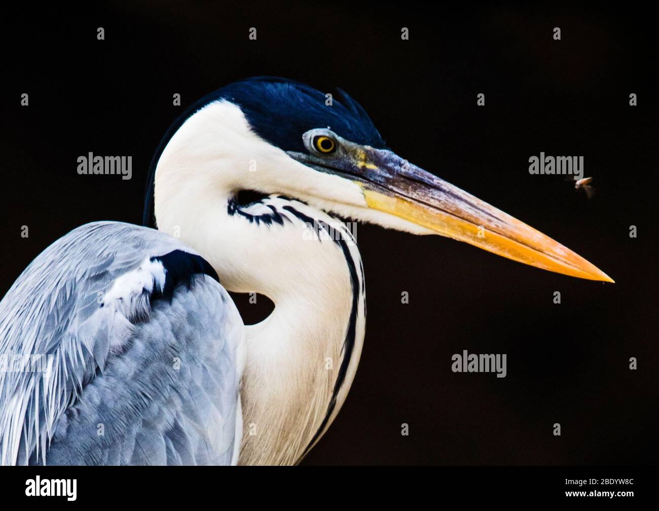 Cocoi heron (Ardea cocoi) profile view, Pantanal, Brazil Stock Photo