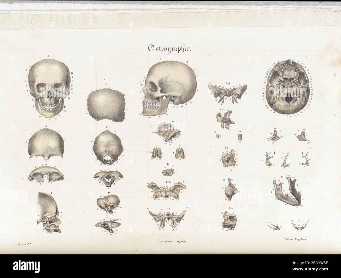 Anatomie Methodique Illustrations Stock Photo