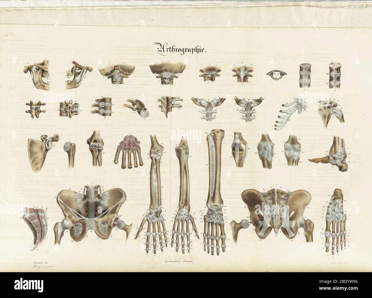 Anatomie Methodique Illustrations Stock Photo