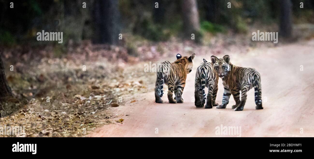 Bengal tiger (Panthera tigris) on path, India Stock Photo