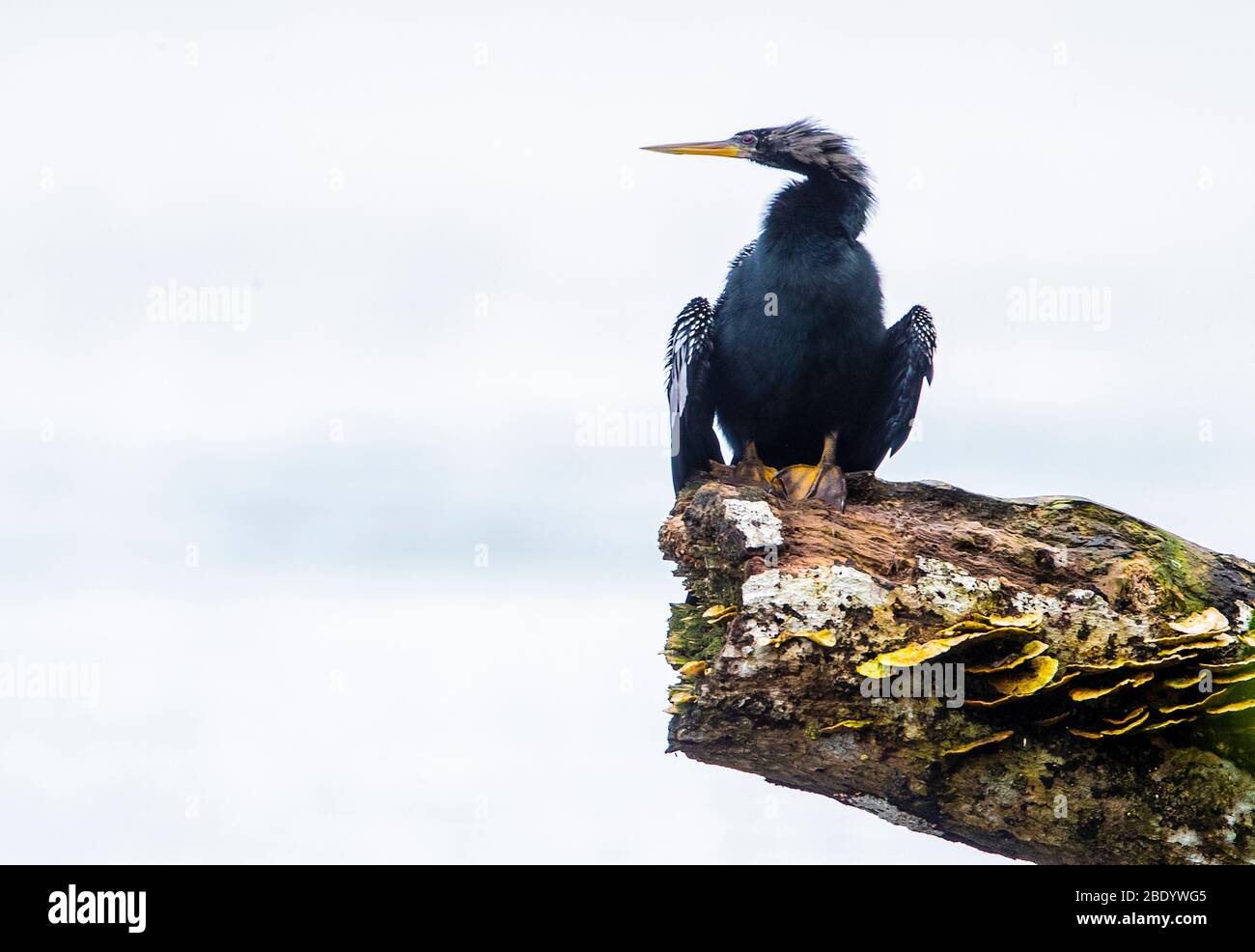 Neotropical cormorant (Phalacrocorax brasilianus) on rock, Costa Rica Stock Photo