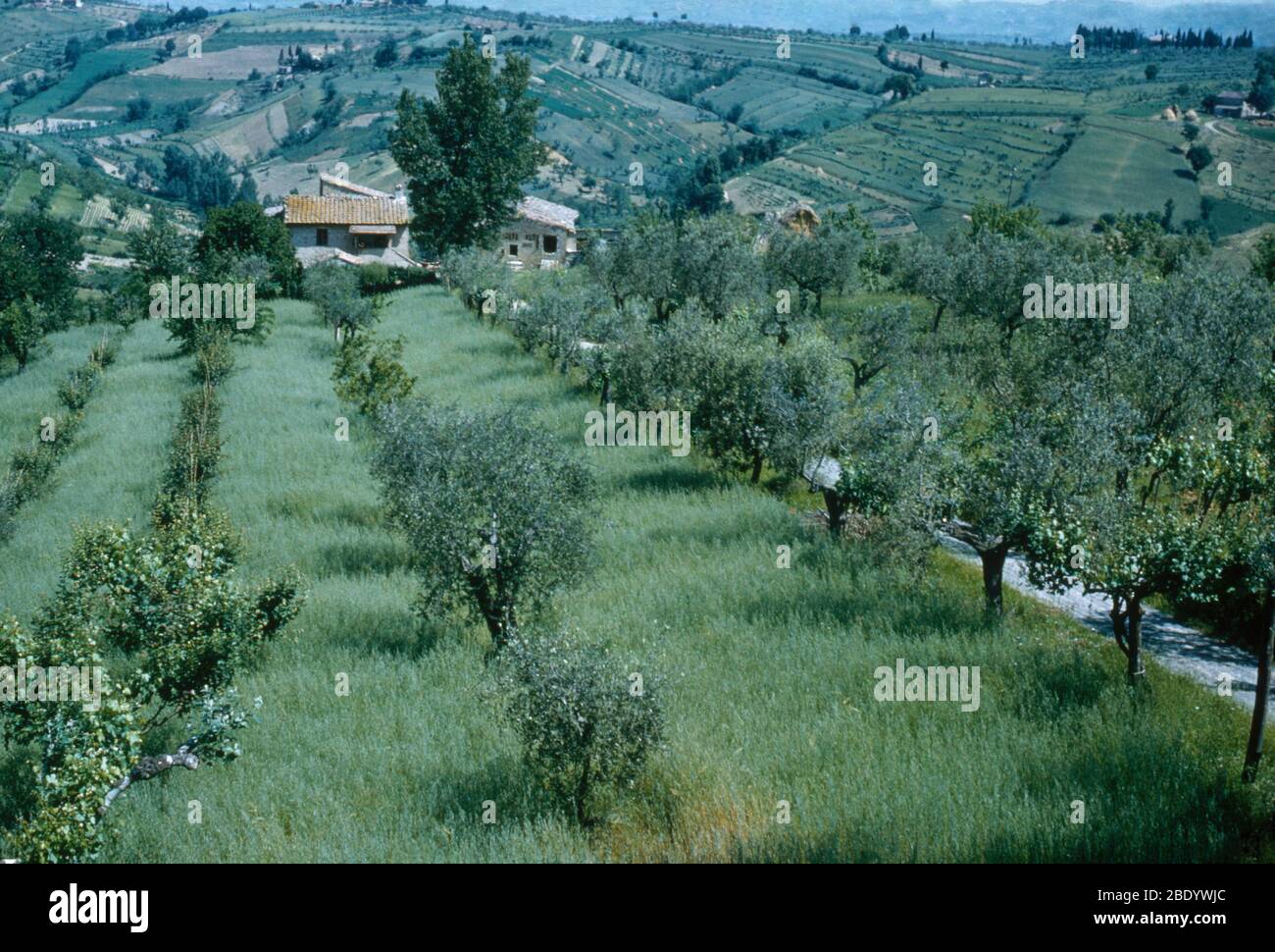 San Gimignano Agriculture Stock Photo