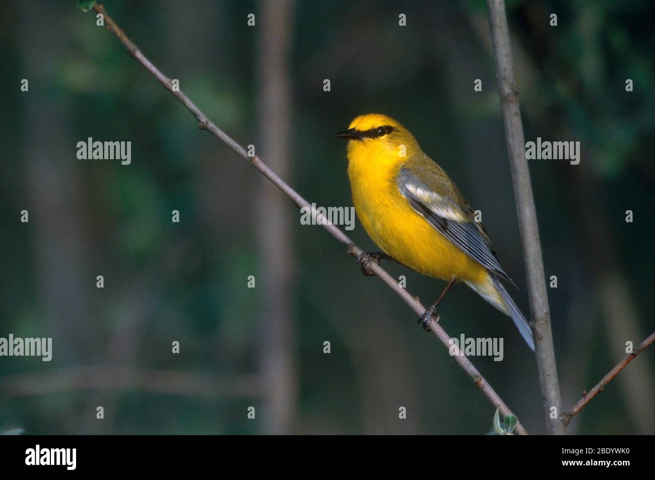 Blue-winged Warbler Stock Photo