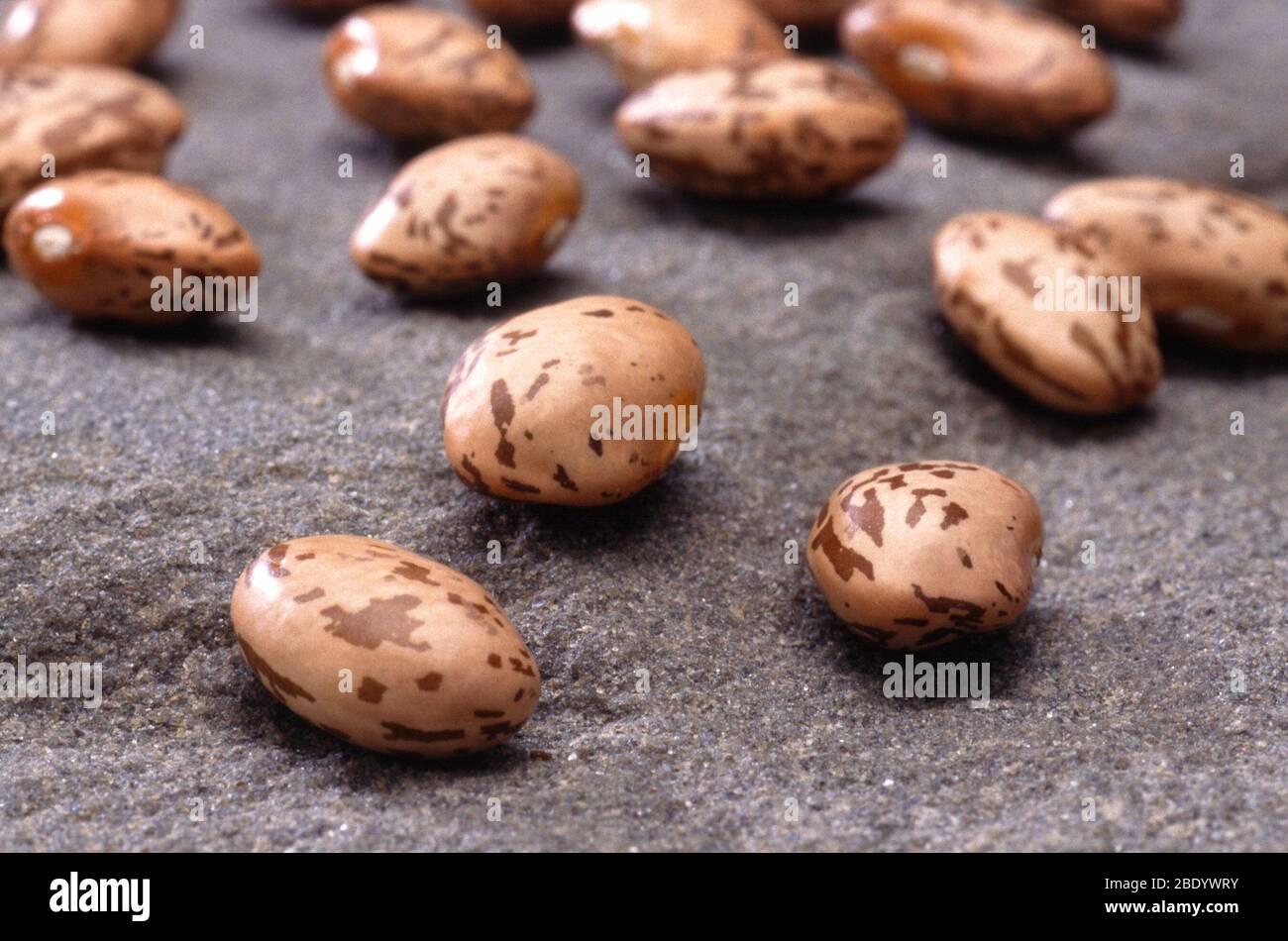 Pest-resistant Beans Stock Photo
