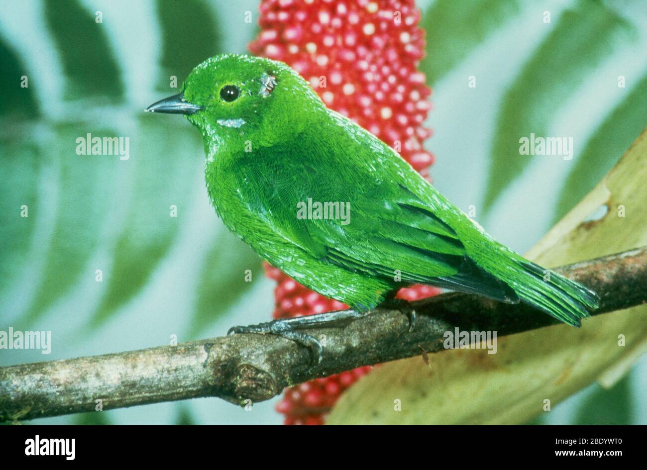 Glistening-green Tanager Stock Photo