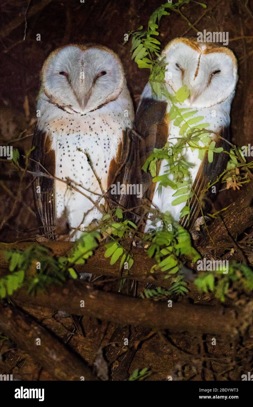 Barn owls (Tyto alba), Madagascar Stock Photo