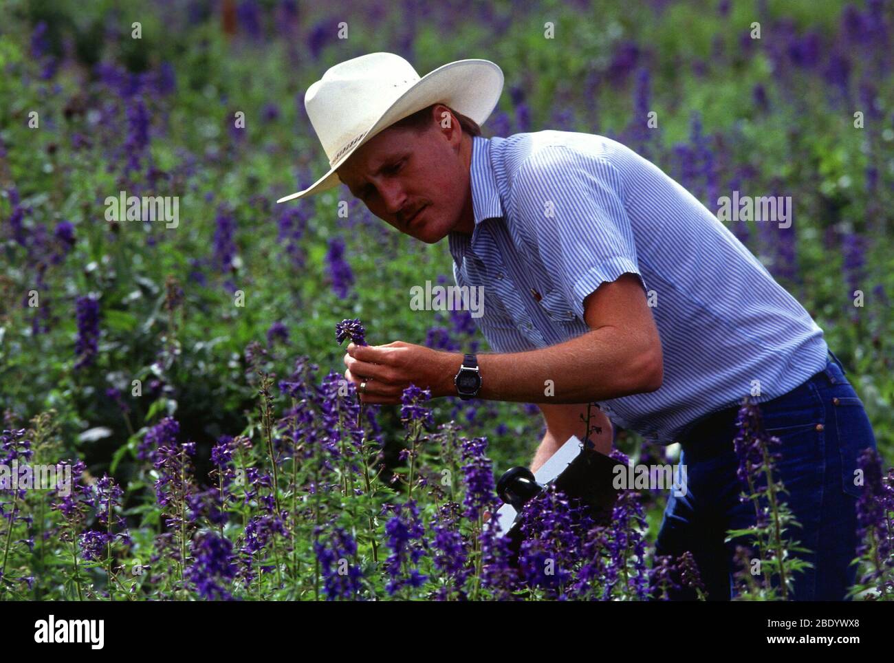 Collecting Larkspur Samples Stock Photo