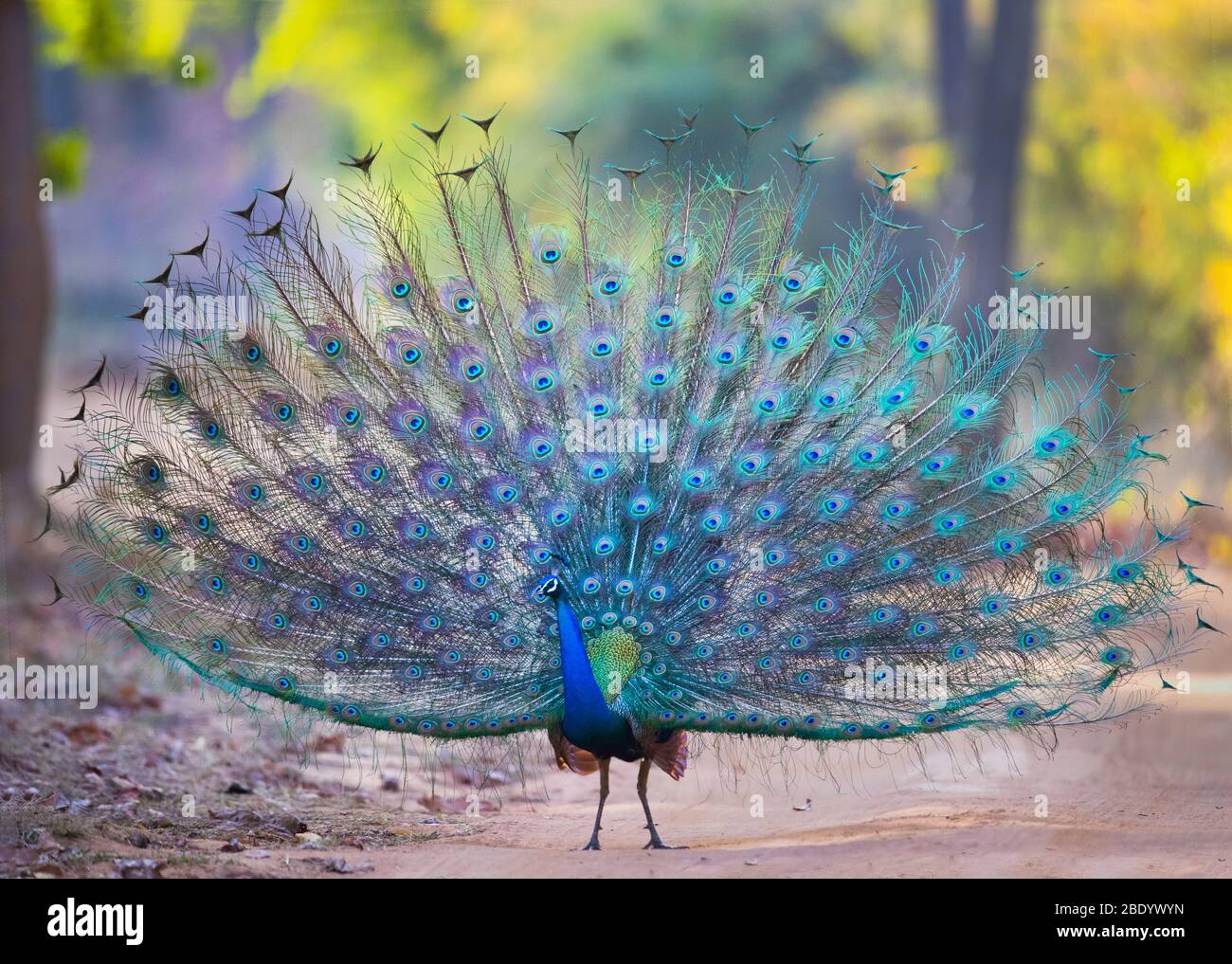 Indian Peafowl Pavo Cristatus In Hi res Stock Photography And Images Indian Peafowl Pavo Cristatus In Hi res Stock Photography And Images