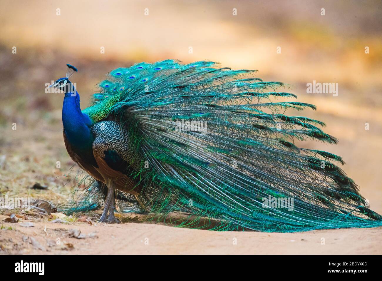 Indian peafowl (Pavo cristatus), India Stock Photo