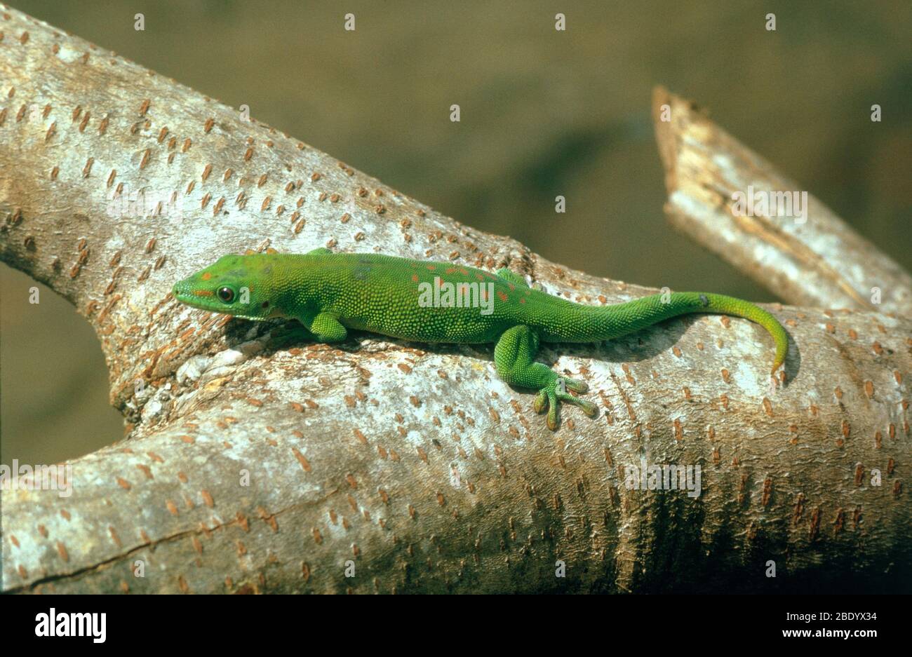 Madagascar Day Gecko Stock Photo
