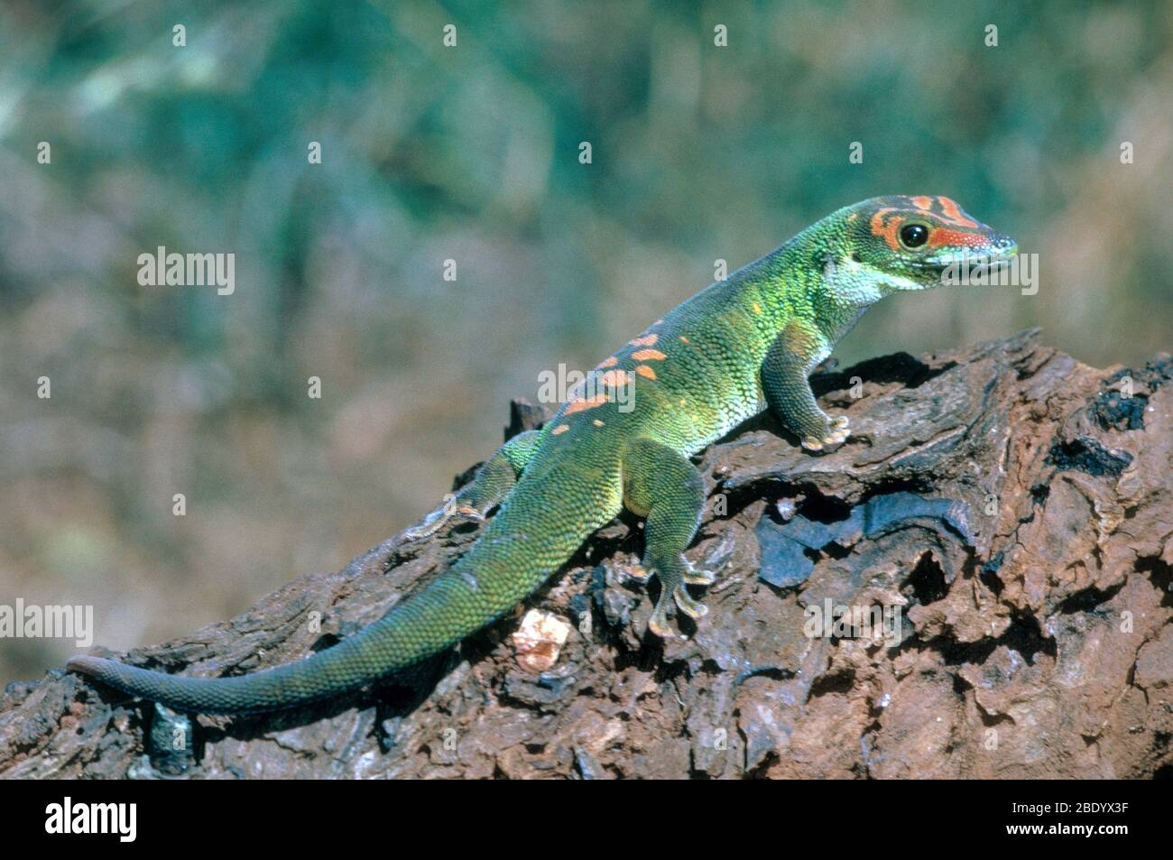 Madagascar Day Gecko Stock Photo
