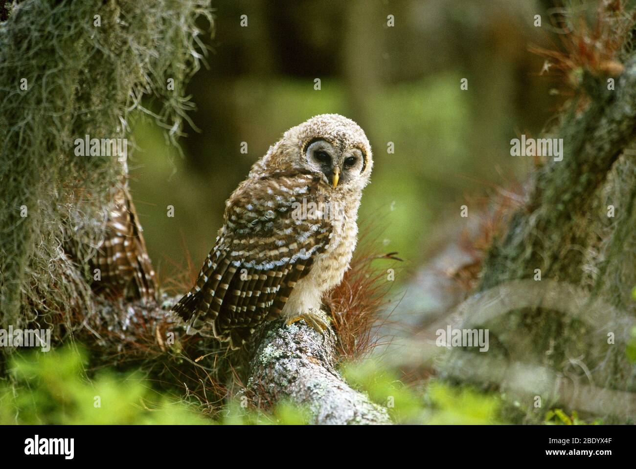 Barred Owl Fledgling Stock Photo