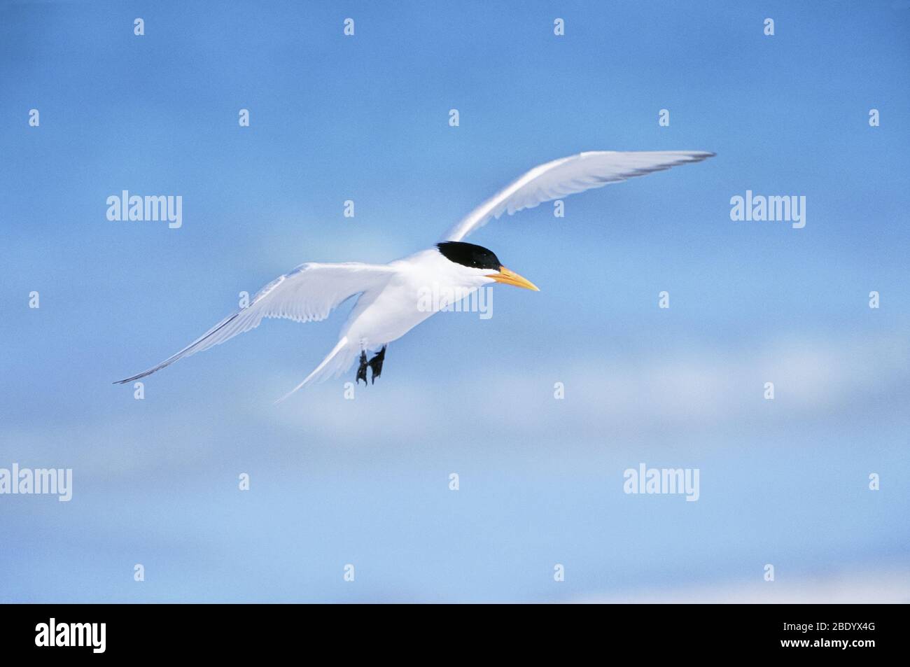 Royal Tern Stock Photo