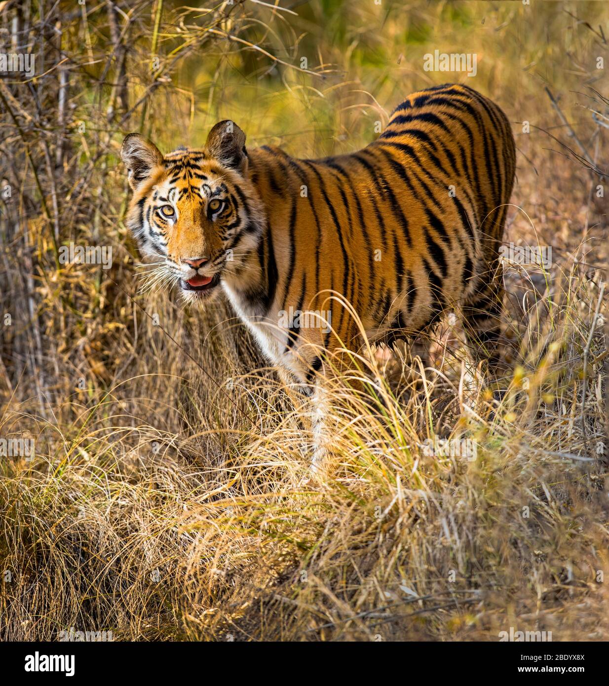 Bengal tiger (Panthera tigris) among grass, India Stock Photo