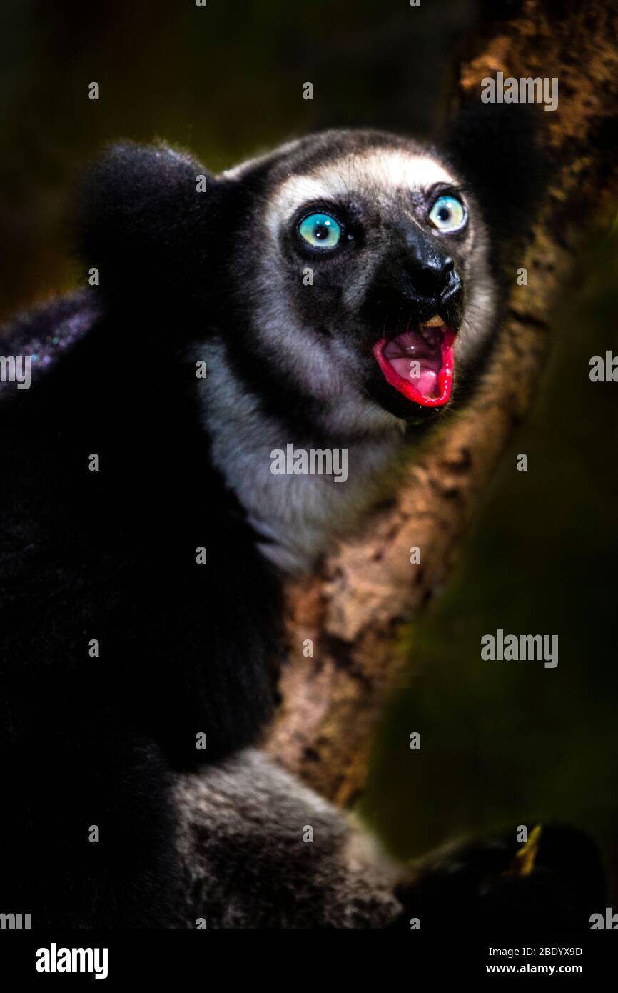 Black indri (Indri indri) among branches, Madagascar Stock Photo