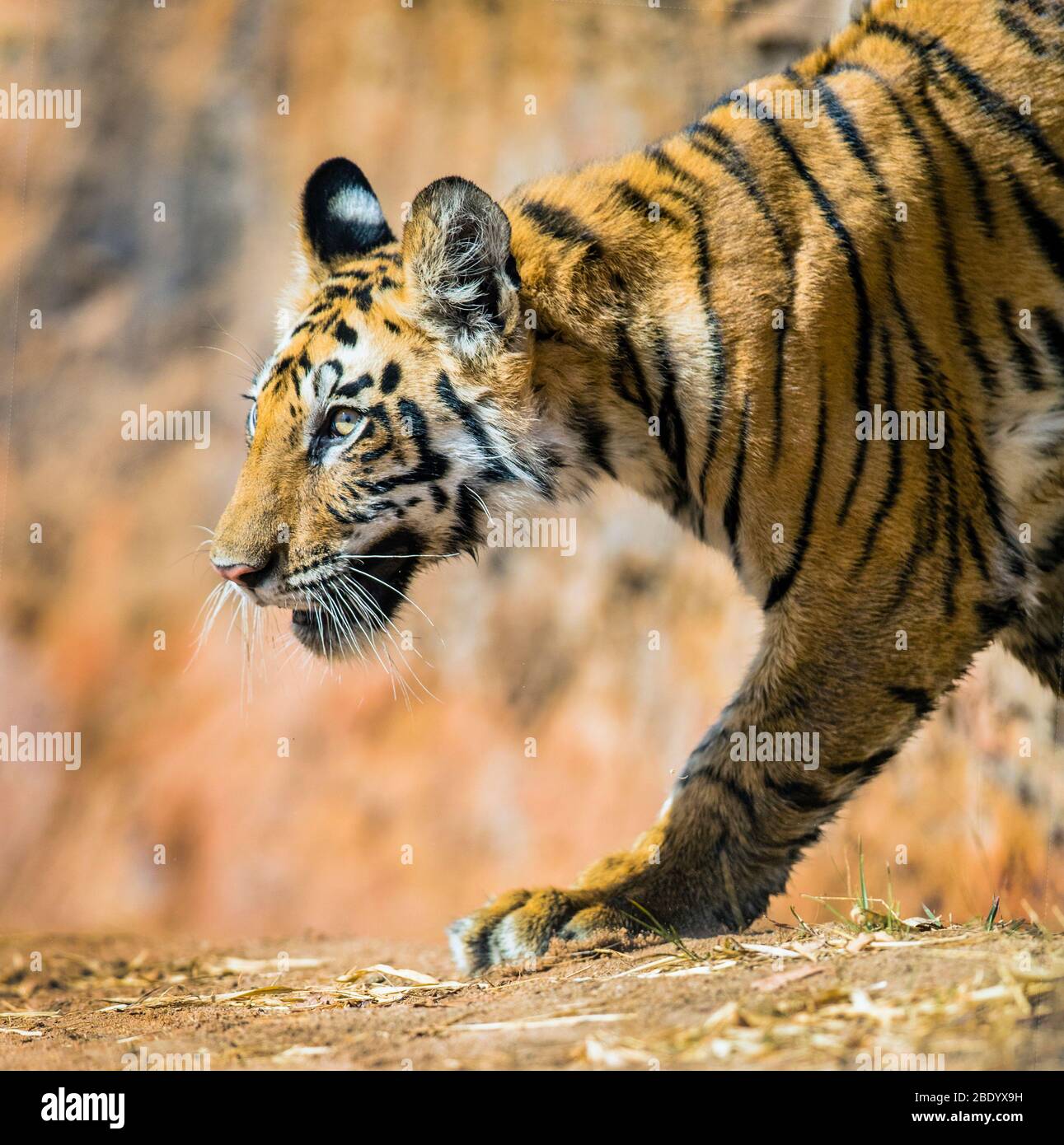 Bengal tiger (Panthera tigris), India Stock Photo - Alamy