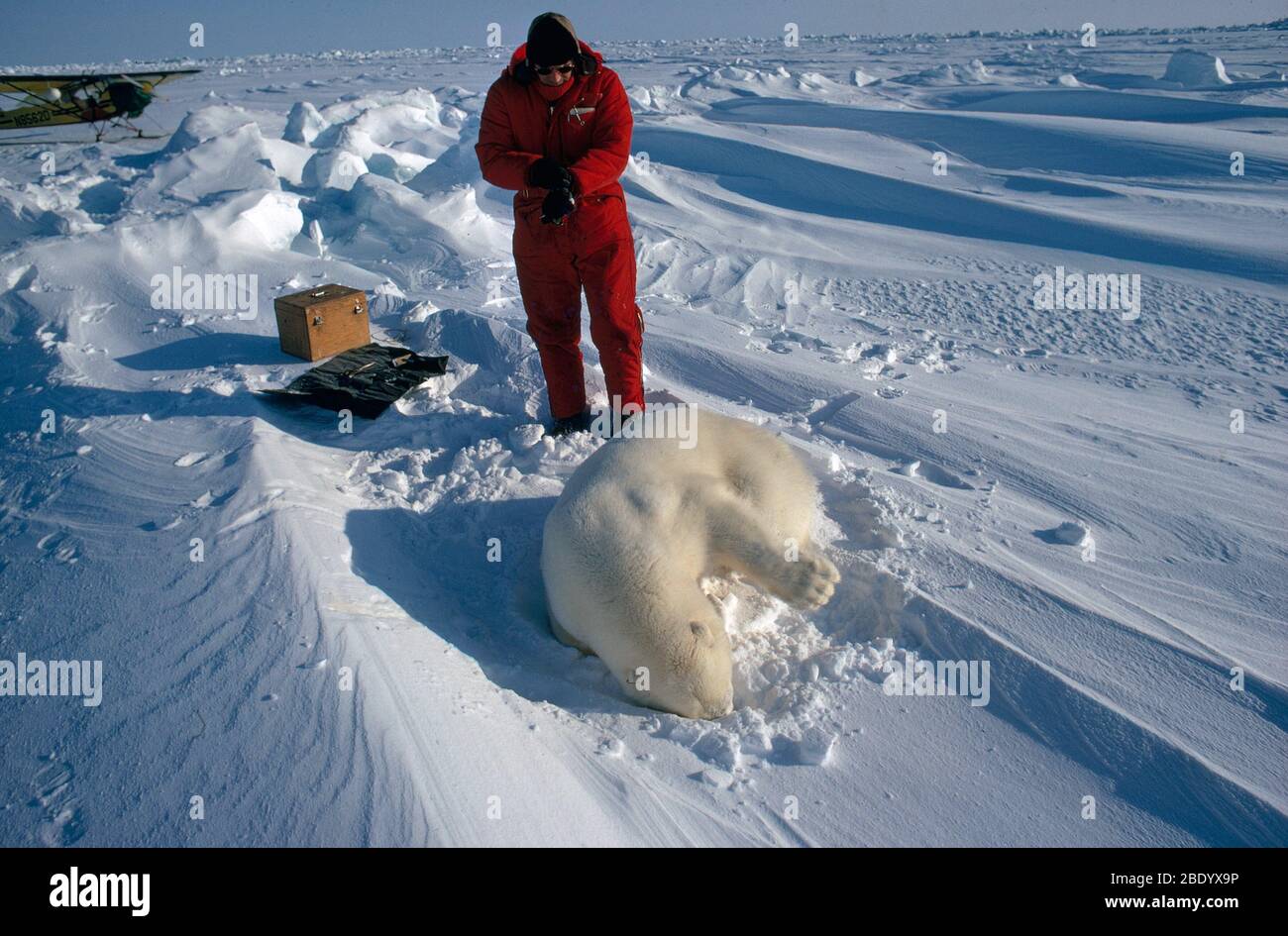 Polar Bear Research Stock Photo