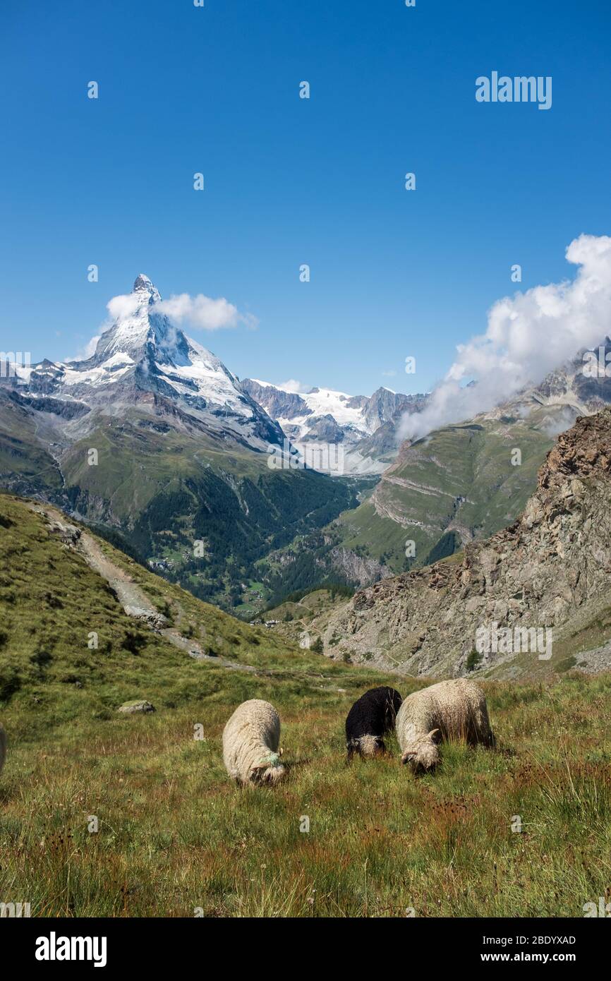 Blacknose sheep in the Alps, with the famous Matterhorn in the background. Zermatt, Switzerland Stock Photo