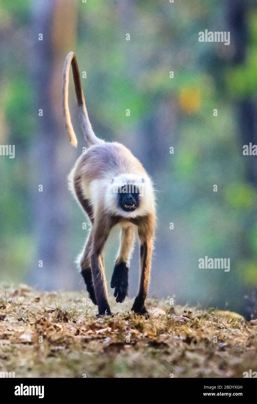 Portrait of langur monkey walking, India Stock Photo