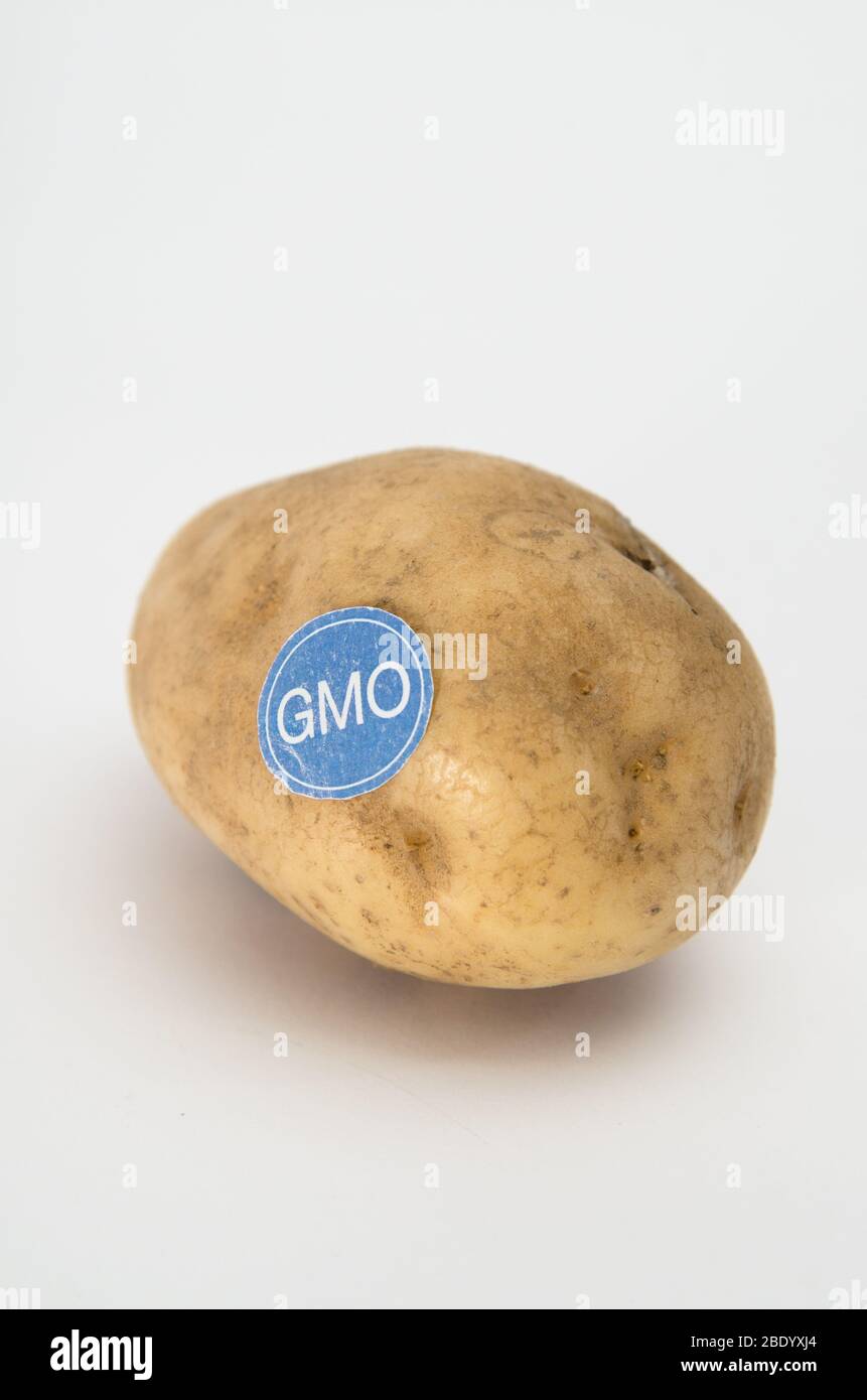 Genetically Modified Produce, Potato Stock Photo
