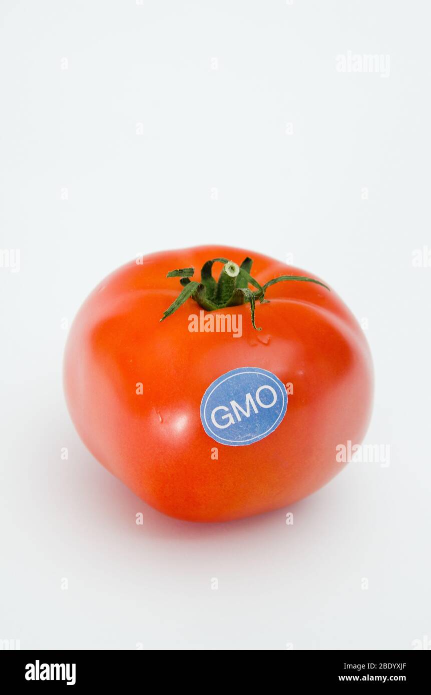 Genetically Modified Produce, Tomato Stock Photo