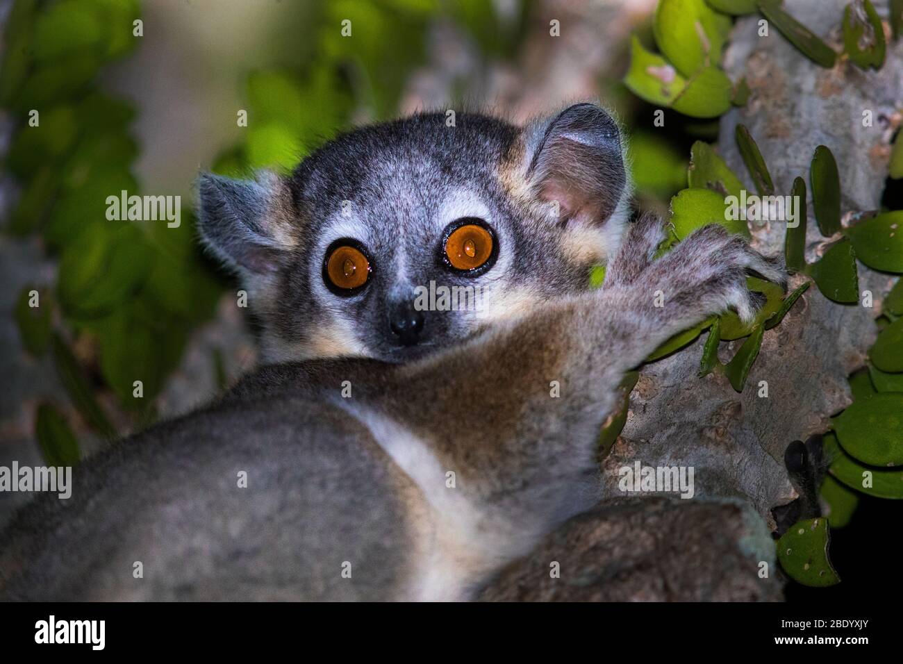Close up of weasel lemur (Lepilemur leucopus), Madagascar Stock Photo