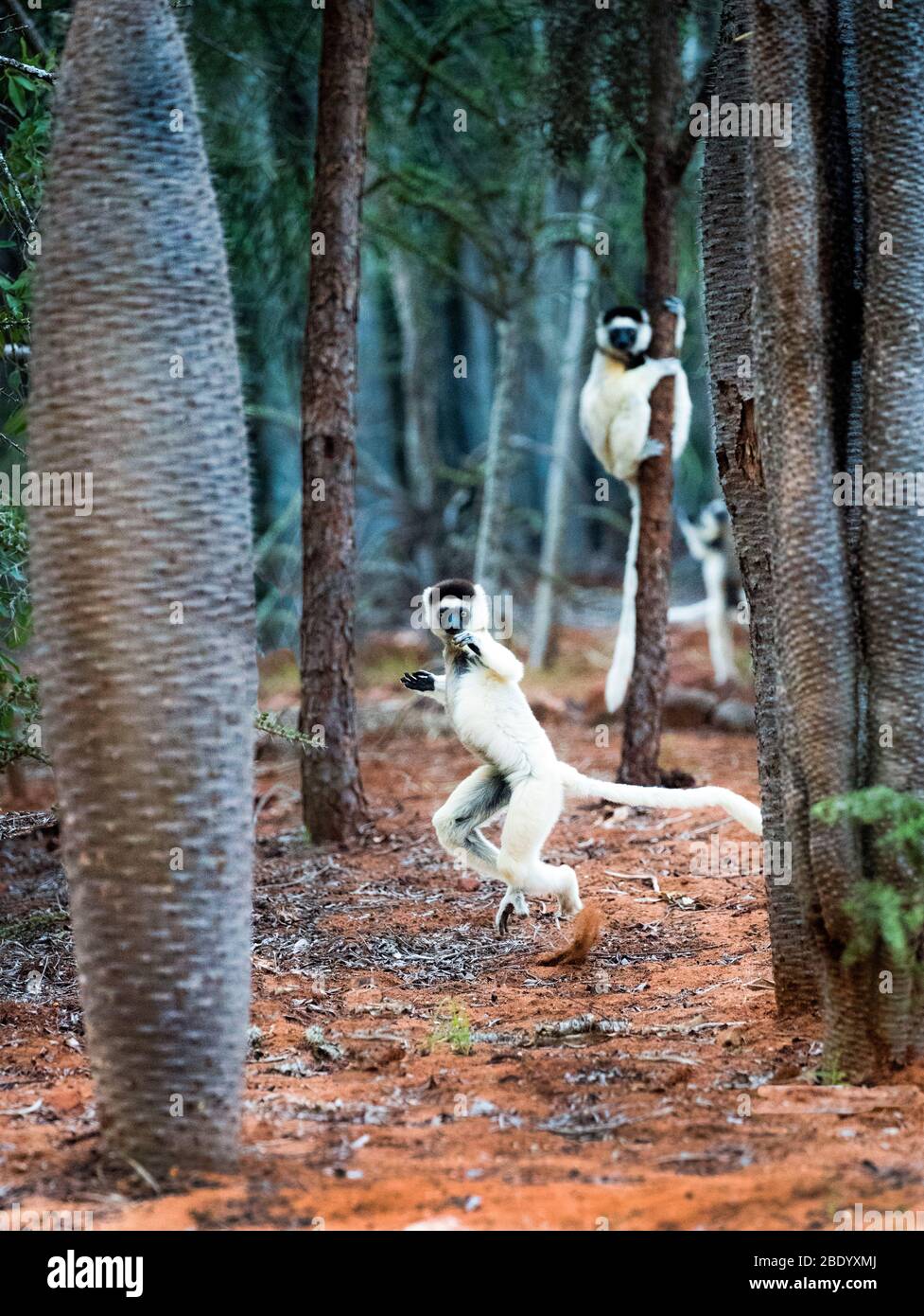 View of two Verreauxs sifakas (Propithecus verreauxi) in forest, Madagascar Stock Photo