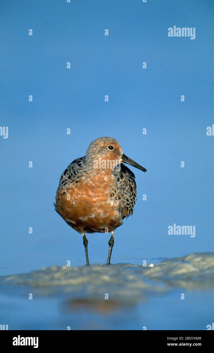 Red Knot Stock Photo
