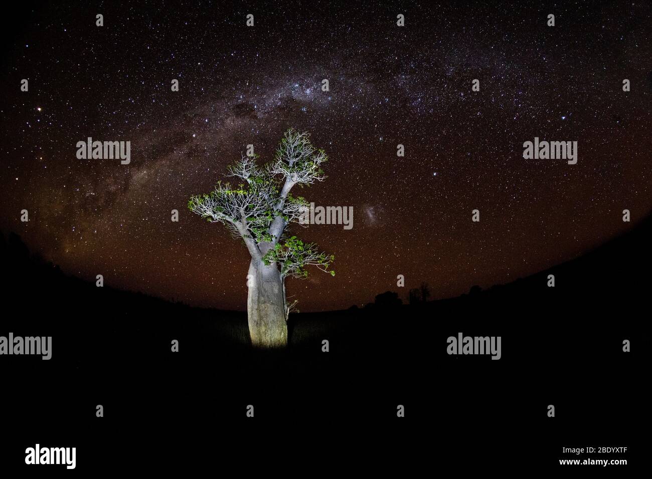 View of baobab tree at night under starry sky with milky way, Madagascar Stock Photo