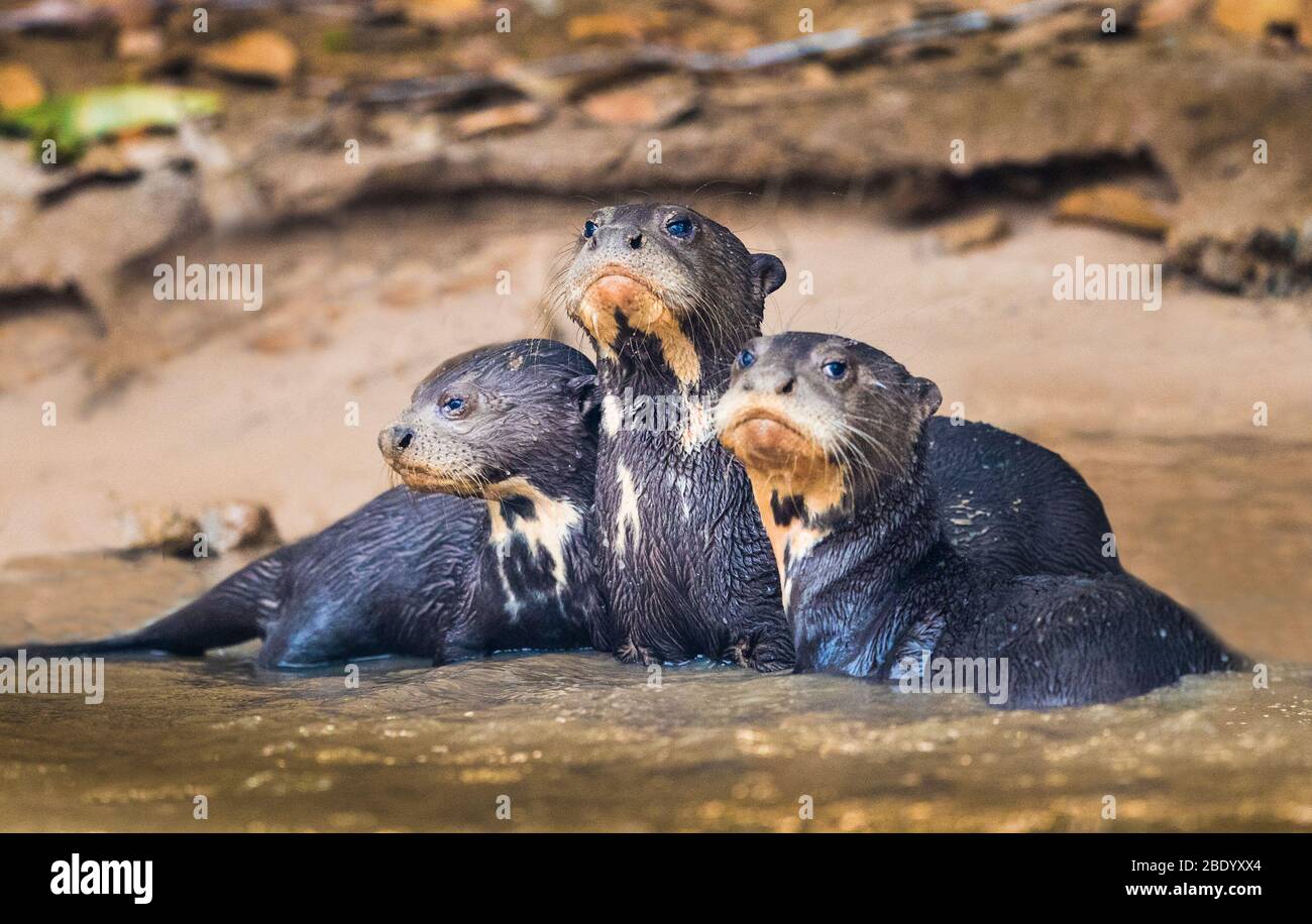 View of three giant otters standing in water, Pantanal, Brazil Stock Photo