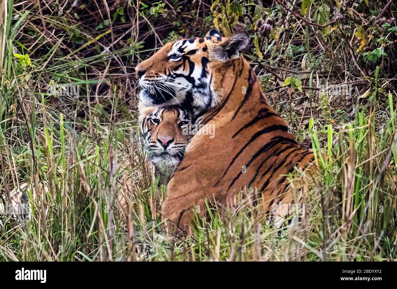 View of two tigers sitting on meadow, India Stock Photo