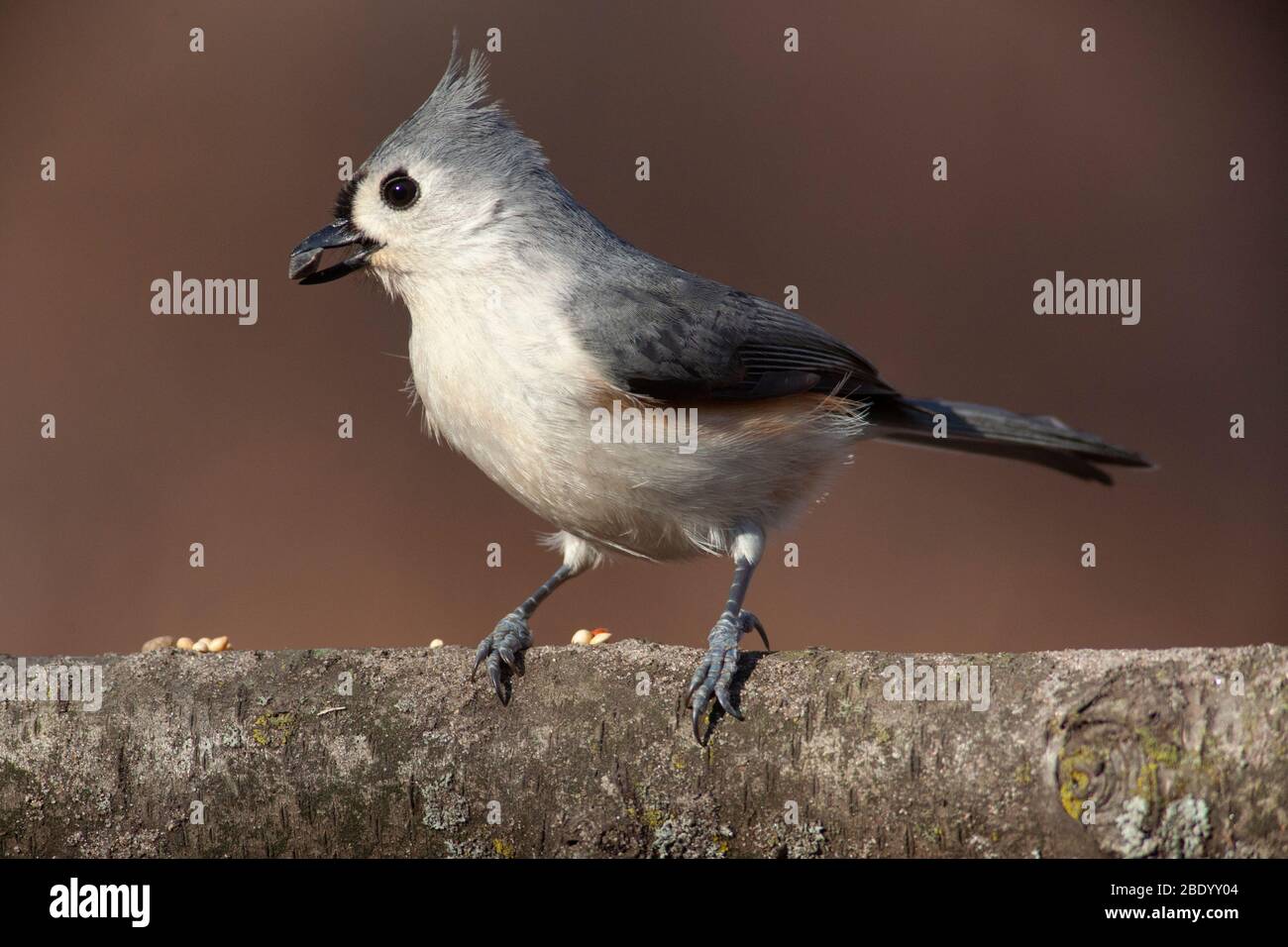 Tufted Titmouse Posing on a Natural Wood Perch isolated Stock Photo