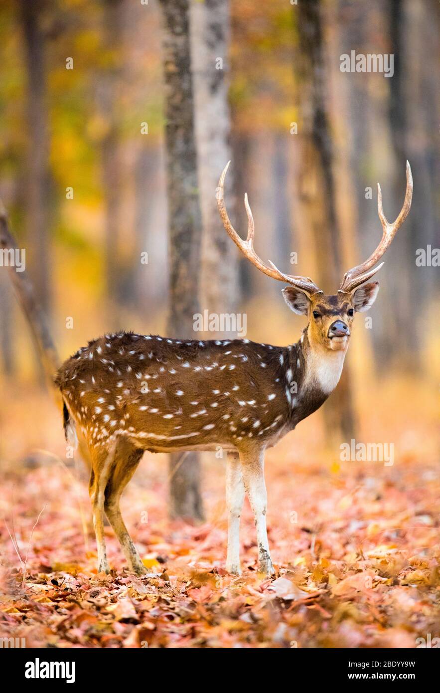 Cheetal looking at camera, India Stock Photo