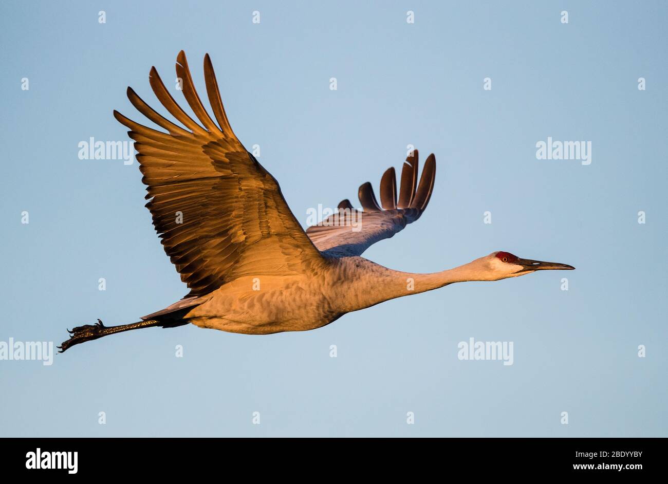 Flying Sandhill crane, Soccoro, New Mexico, USA Stock Photo