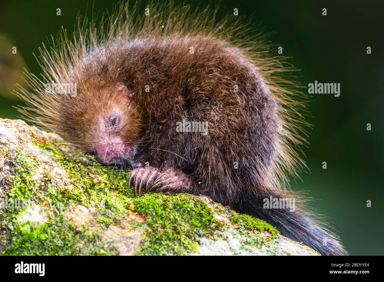 Close-up of sleeping porcupine, Costa Rica Stock Photo