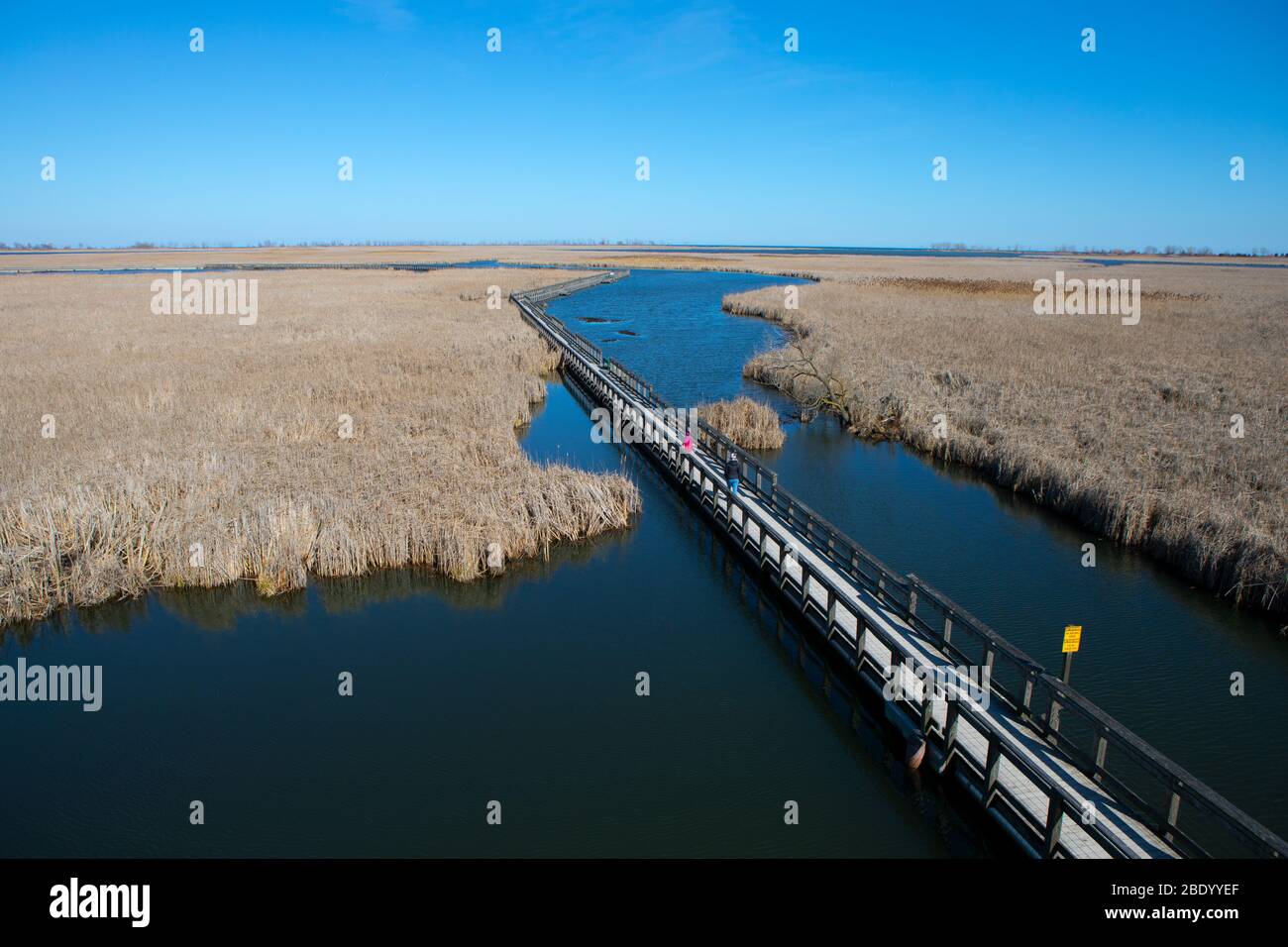 Environmental high view of Point Pelee National Park Marsh Boardwalk in the spring Stock Photo