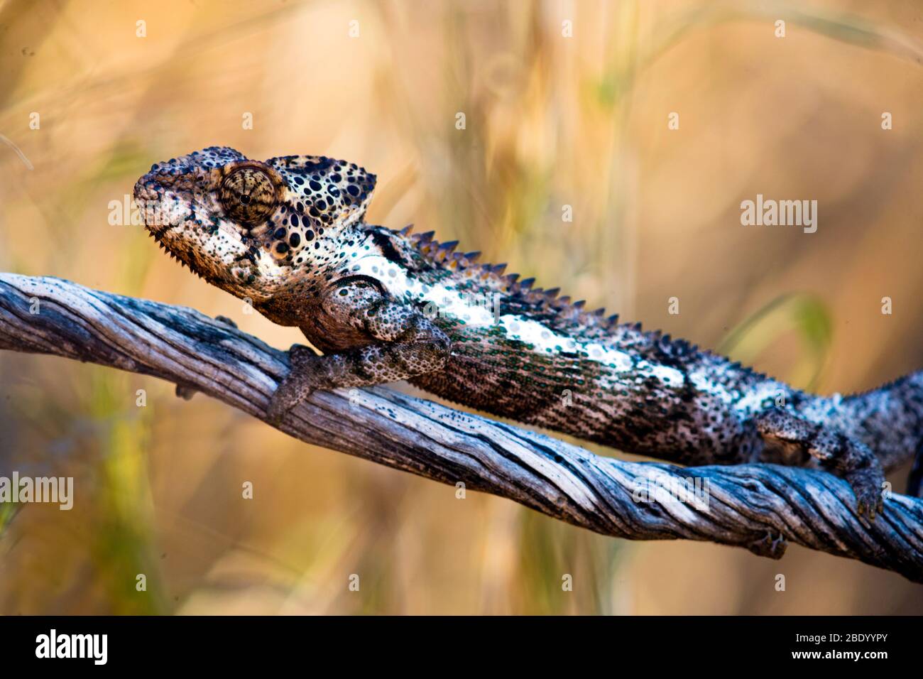 Oustaletss chameleon (Furcifer oustaleti) on tree branch, Madagascar Stock Photo