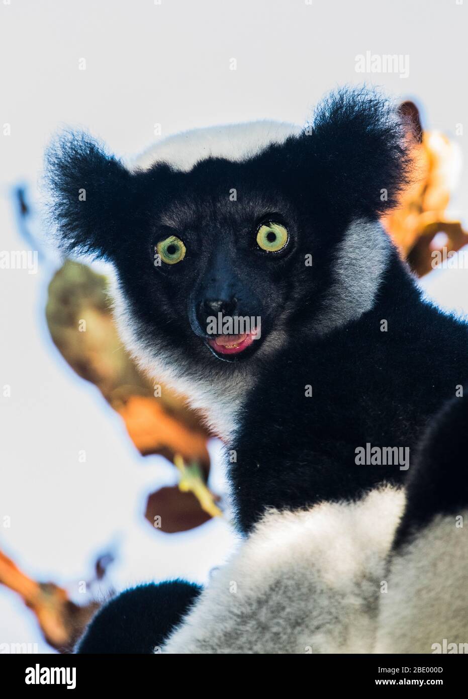 Close-up of indri (Indri indri), Madagascar Stock Photo