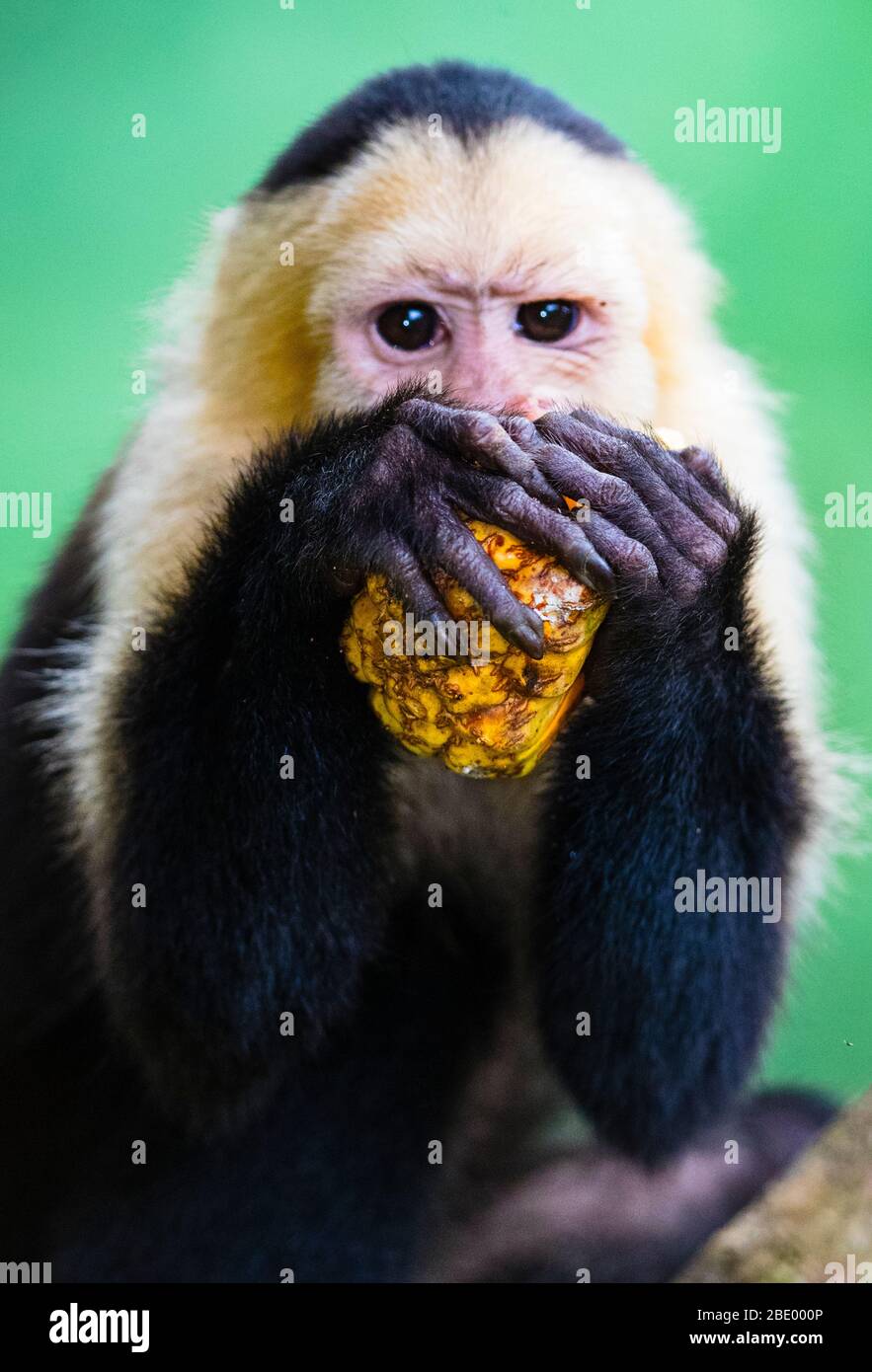 Close-up of capuchin monkey eating, Costa Rica Stock Photo