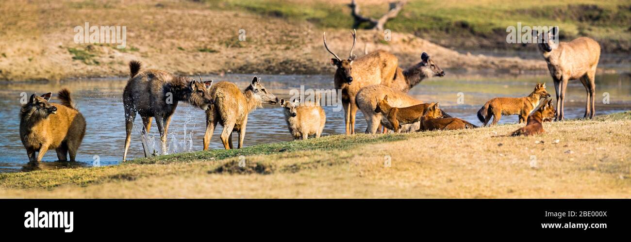 Dhole (wild dogs found in India) and sambar near water, India Stock Photo