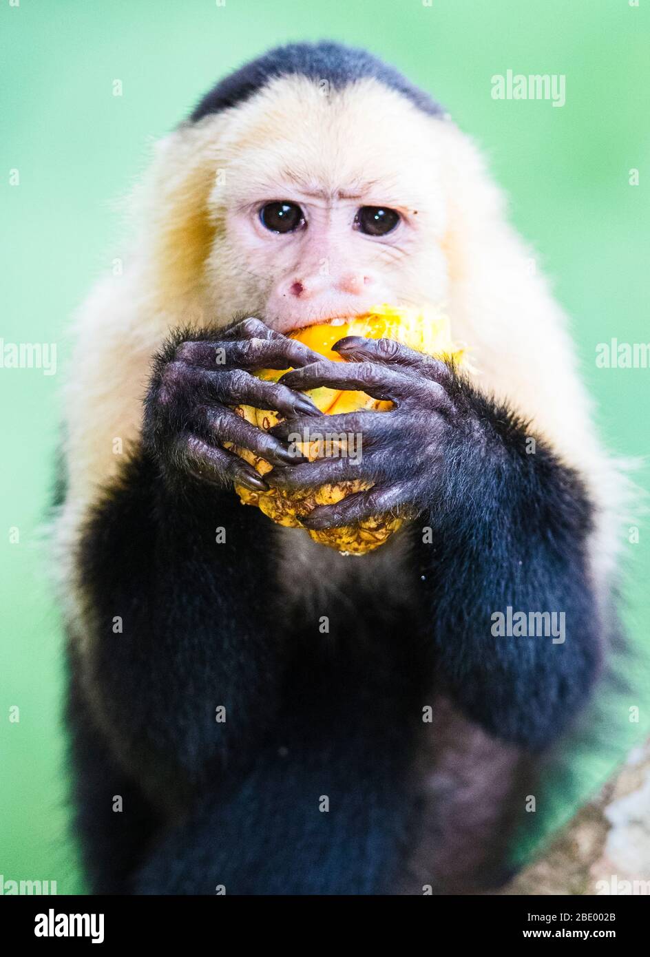Close-up of capuchin monkey eating, Costa Rica Stock Photo