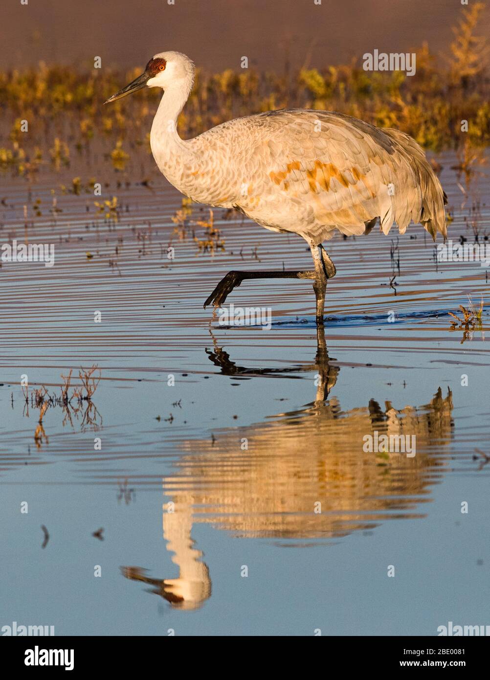 Sandhill crane standing in water, Socorro, New Mexico, USA Stock Photo