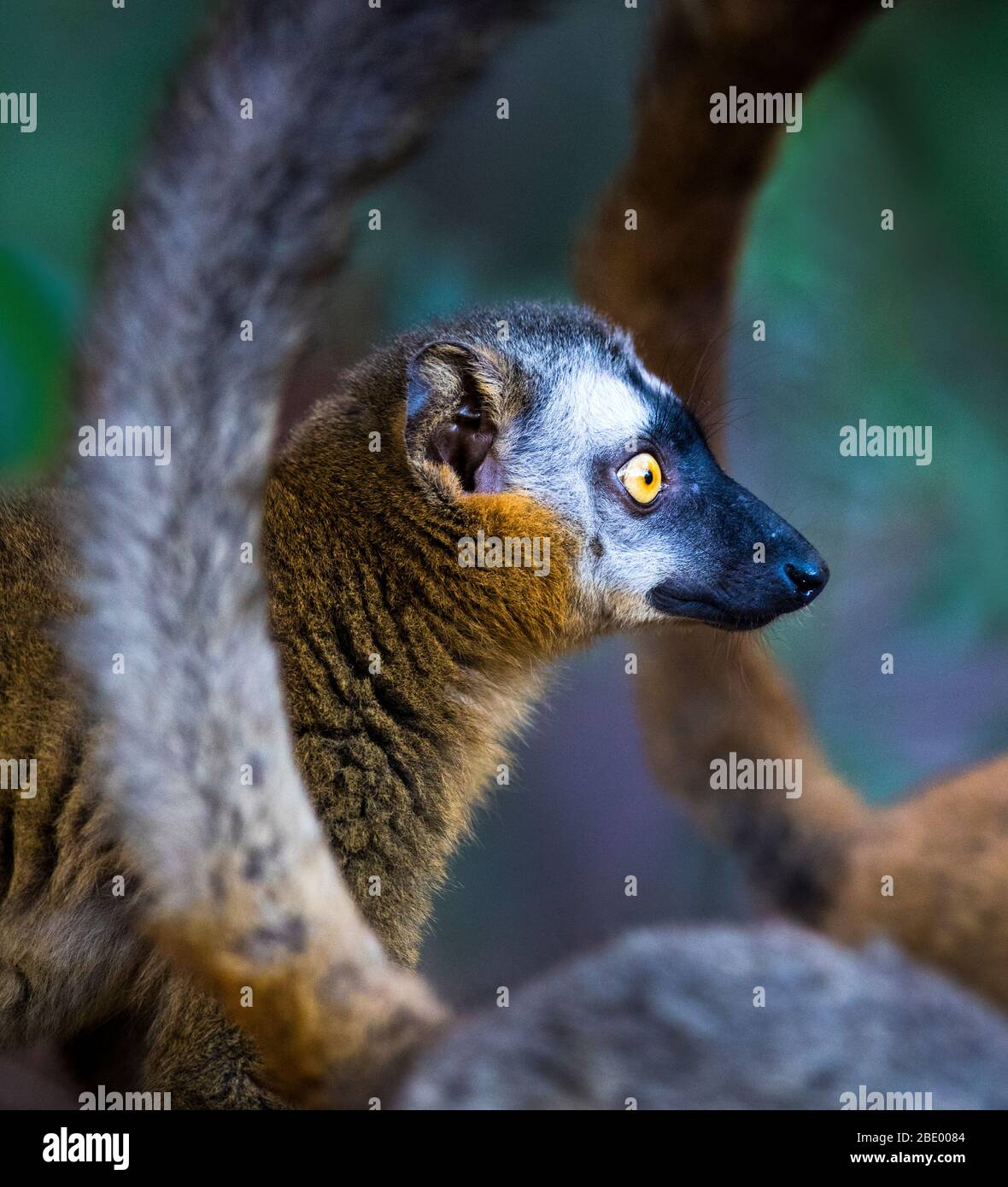 Red-fronted lemur (Eulemur rufifrons), Madagascar Stock Photo