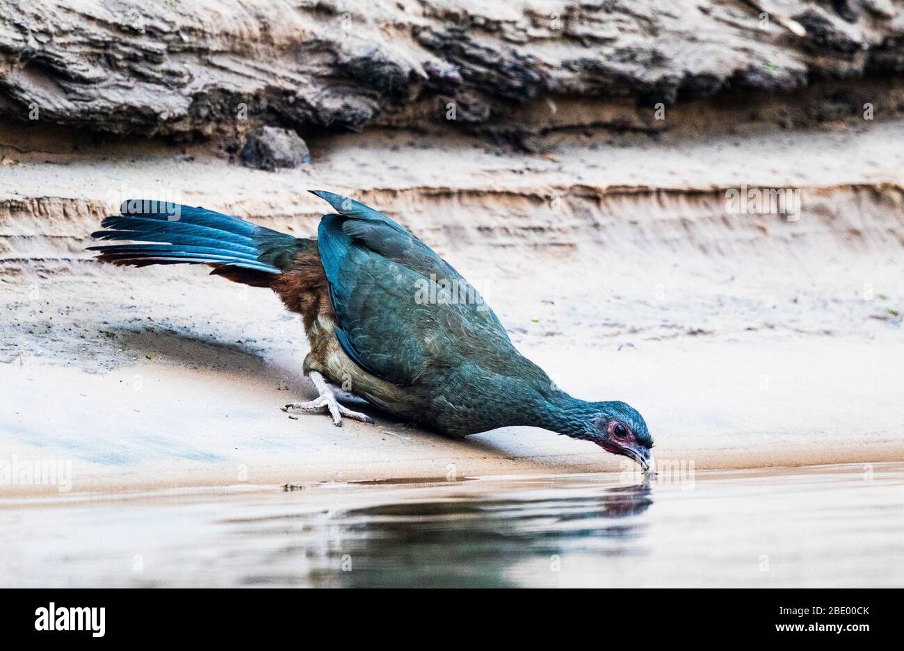 Bird drinking water, Pantanal, Brazil Stock Photo
