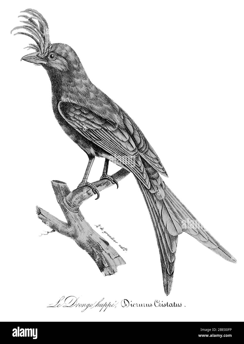 Crested Drongo Stock Photo