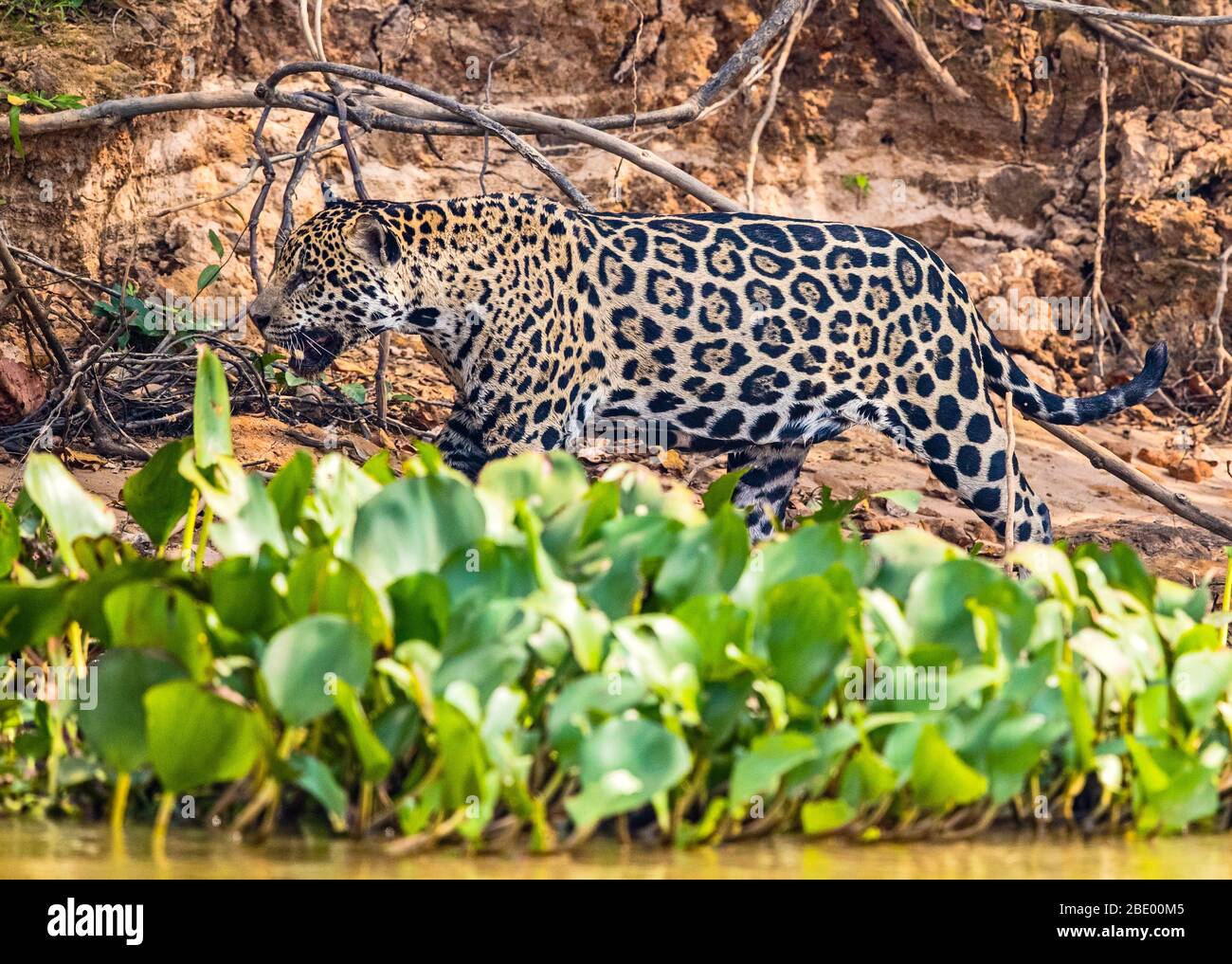Jaguar walking, Pantanal, Brazil Stock Photo
