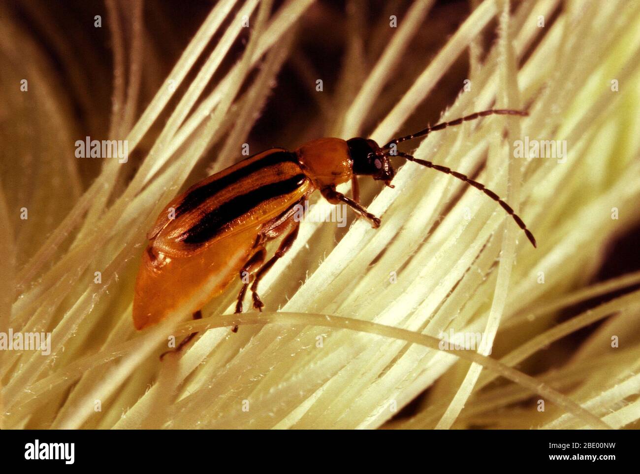 Western corn rootworm beetle Stock Photo