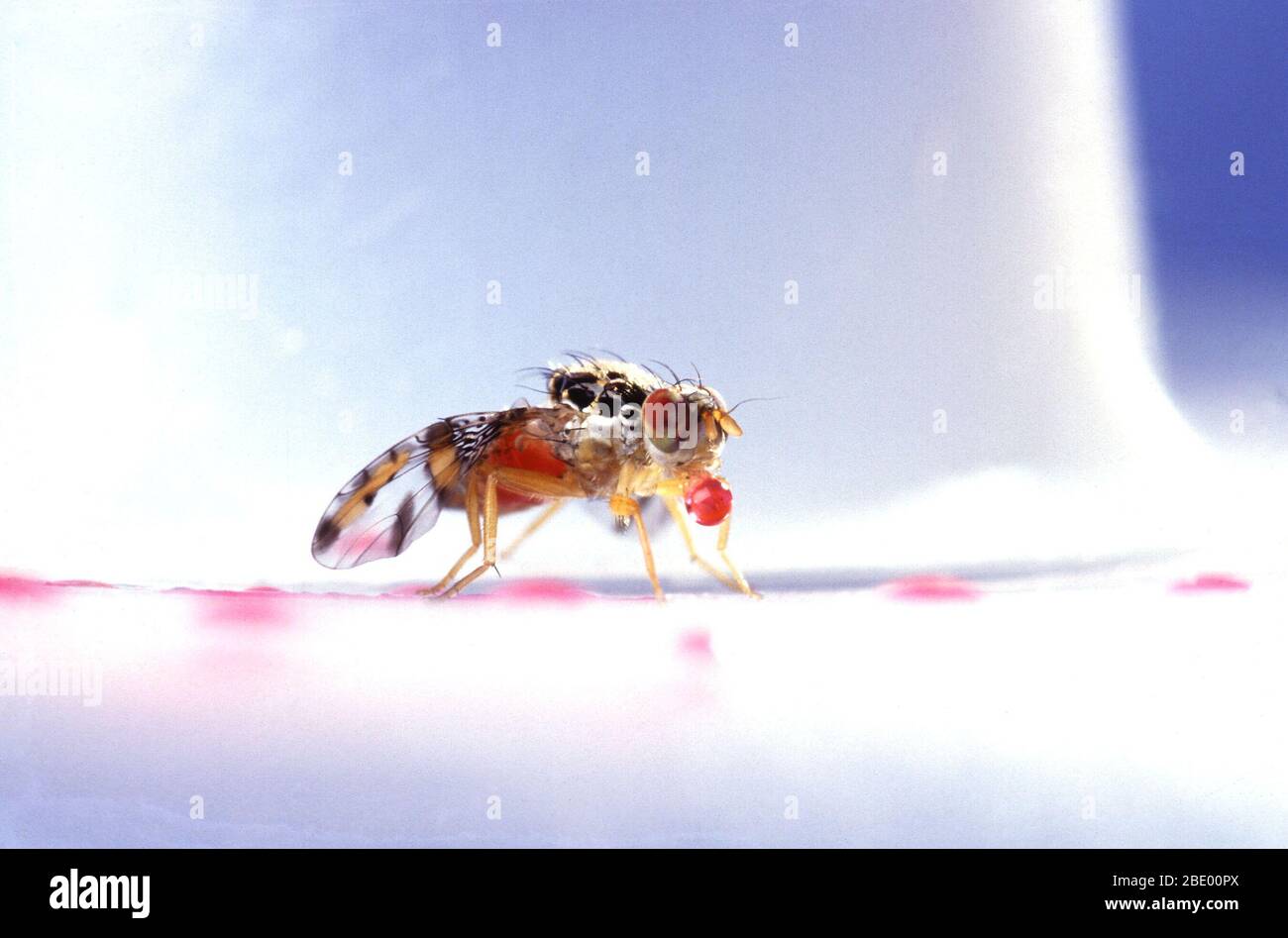 Mediterranean fruit fly Stock Photo