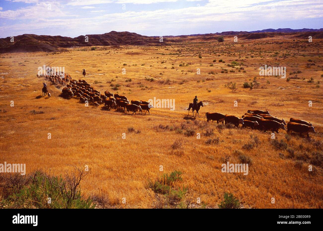 Livestock Roundup Stock Photo