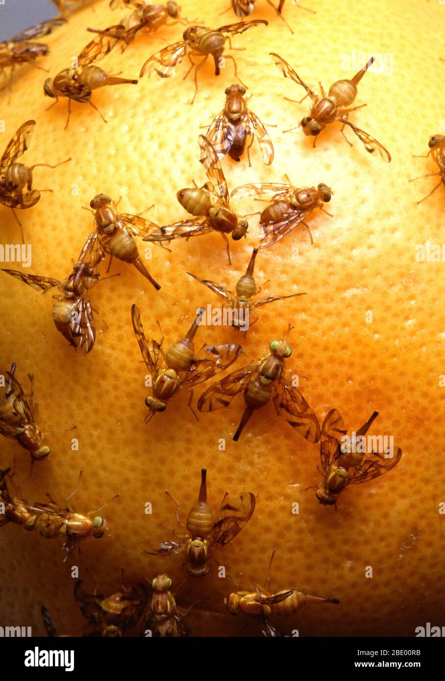 Fruit fly eggs hires stock photography and images Alamy